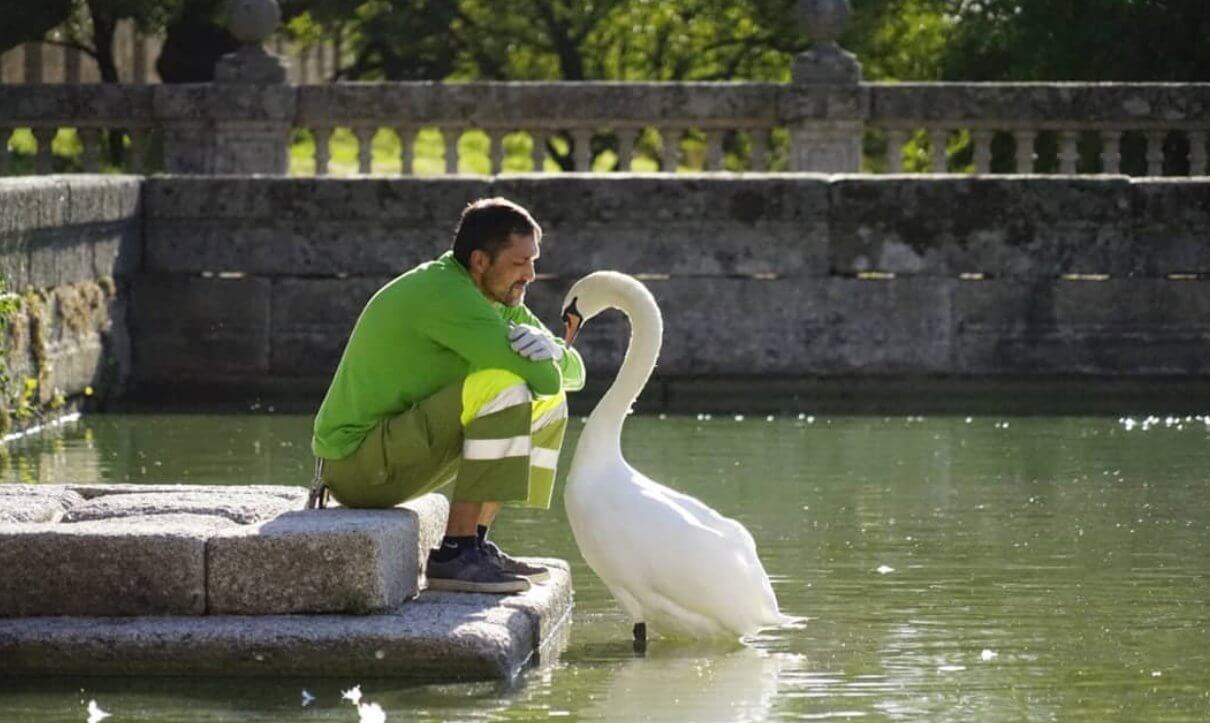 O cisne abraça o jardineiro porque eles criaram um vínculo único de amizade.