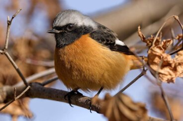 El colirrojo dáurico: hábitat, reproducción y curiosidades