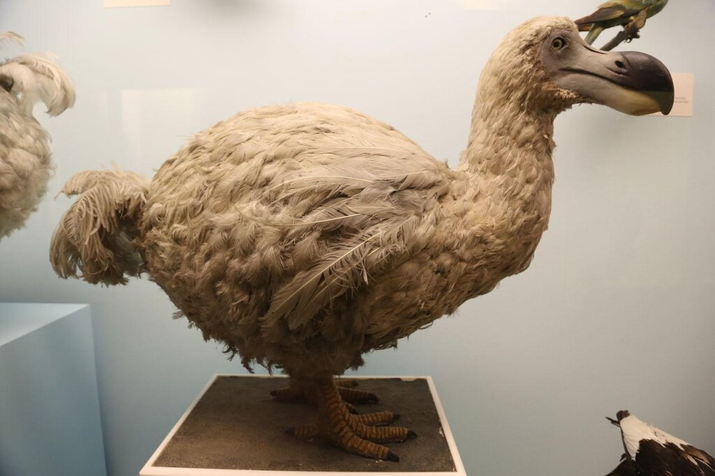 Bringing back the dodo.
