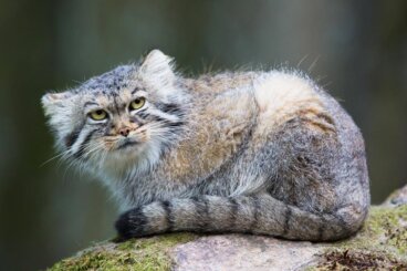 El manul: hábitat, características y curiosidades