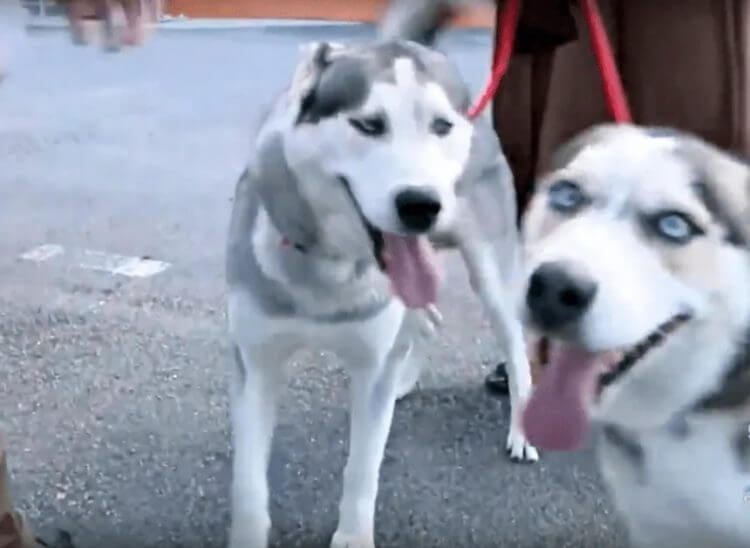 Desesperado y desconsolado corre hacia sus perritos extraviados, pidiendo haber llegado a tiempo