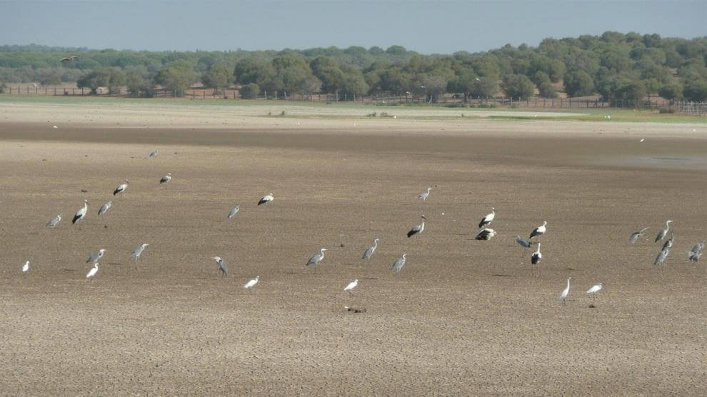 aves en Doñana