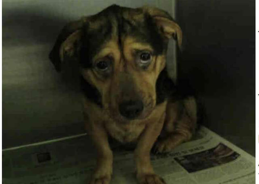 Quando o casal olha para o rosto dele nesta foto, eles descobrem que não podem deixar o cachorro.