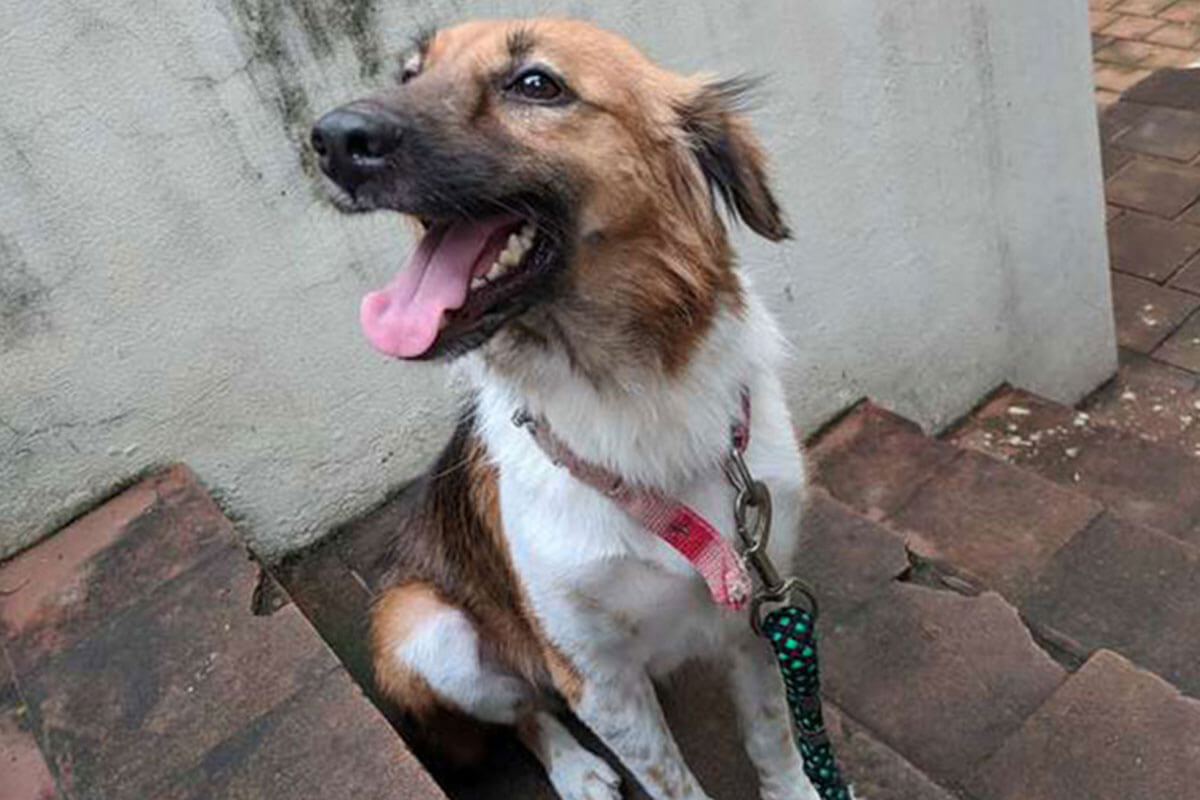 A cachorrinha conseguiu superar sua doença e seu abandono, agora tem um lar onde é amada.