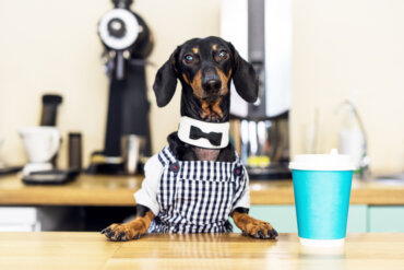 20 ideas inspiradas en el café para nombrar a tu mascota