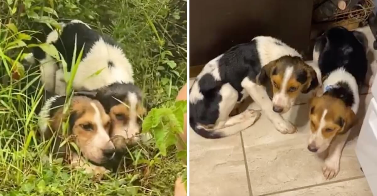 "Su llegada nos cambió la vida": perritos fueron encontrados en medio de la maleza y hoy son parte de una familia