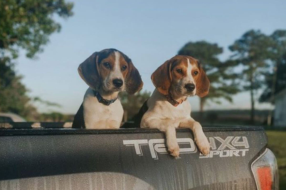 Quando os maridos resgataram os dois filhotes do mato, ficaram com muito medo.