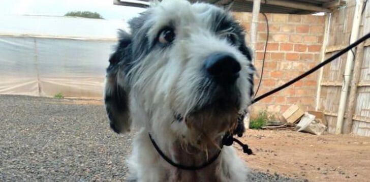 Il cucciolo si è perso durante le vacanze ed è andato a trovare la sua famiglia.