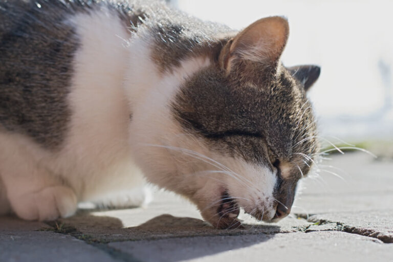 ¿Tu gato vomita después de comer?