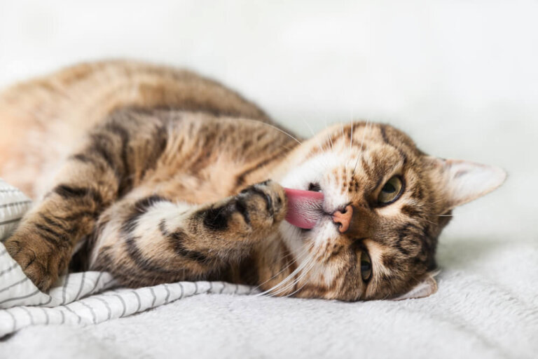 ¿Sabes por qué tu gato se lame mucho?