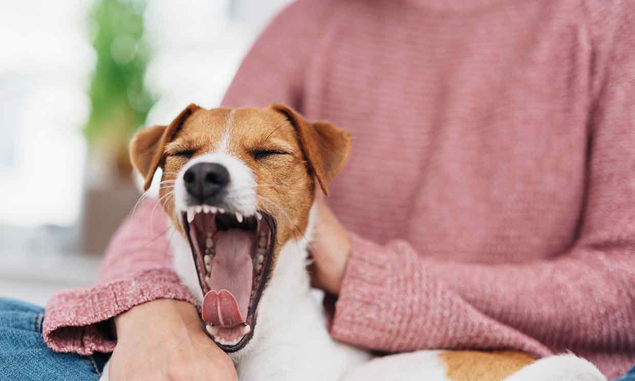 Wie man Stress bei Hunden bewältigt