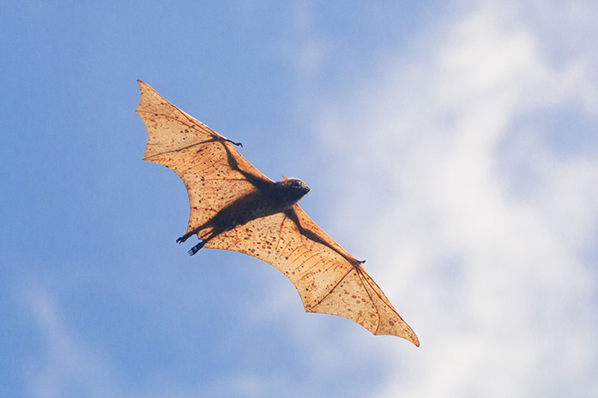 The giant golden-crowned flying fox, the world's largest pollinator