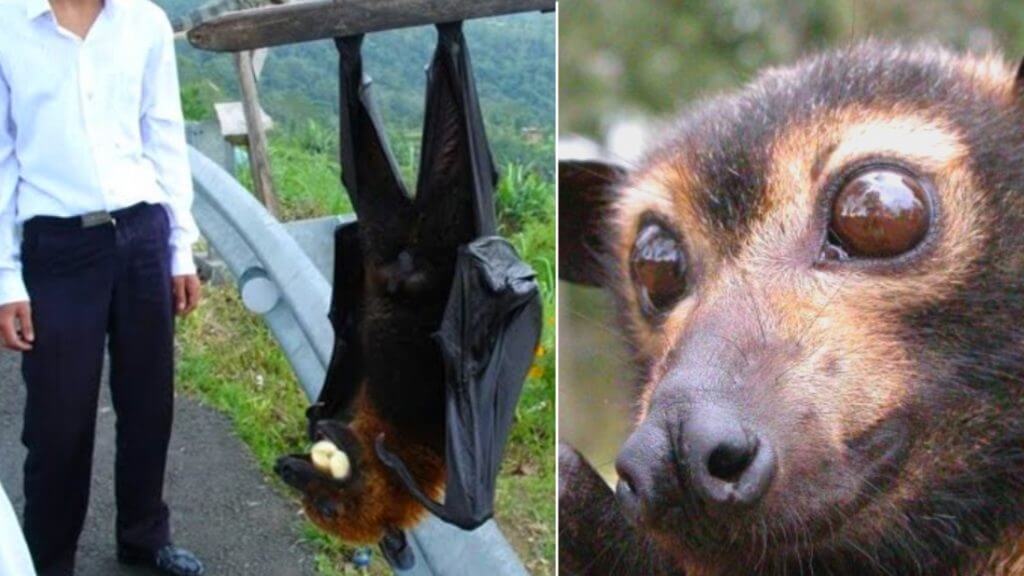 The giant golden-crowned flying fox, the world's largest pollinator