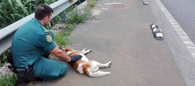 perro atropellado