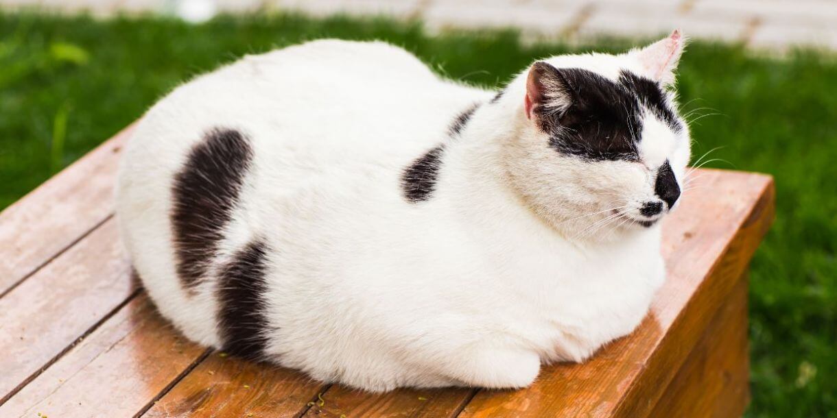 Gato duerme con patas encogidas.