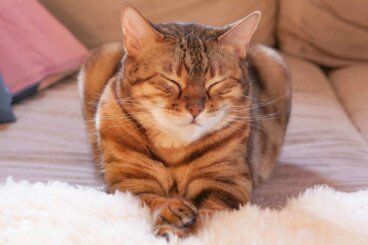 ¿Por qué mi gato parpadea lentamente?