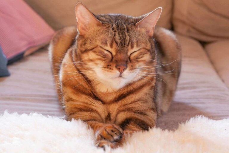 ¿Por qué mi gato parpadea lentamente?