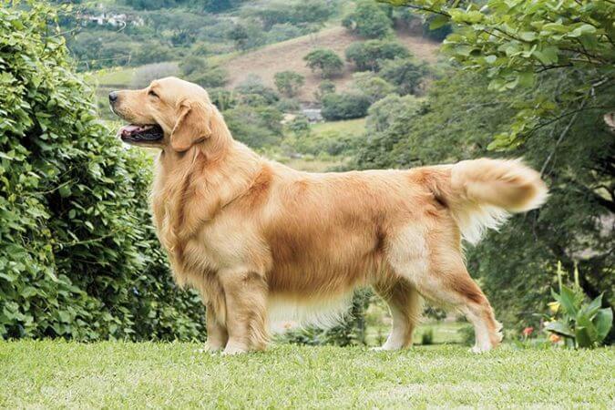 Curiosities about Golden Retrievers.