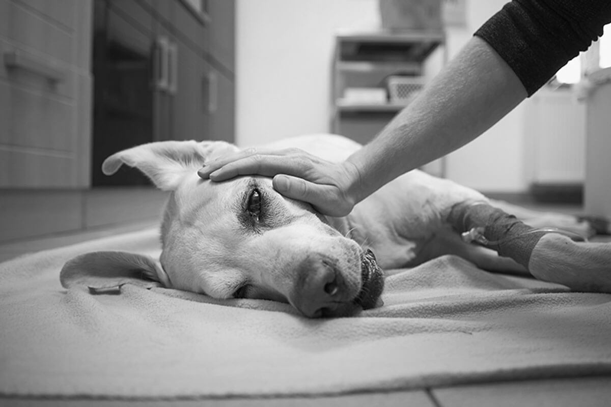 El estudio sobre el duelo perder una mascota indica que muchas personas sienten remordimiento por aplicar eutanasia a su mascota.