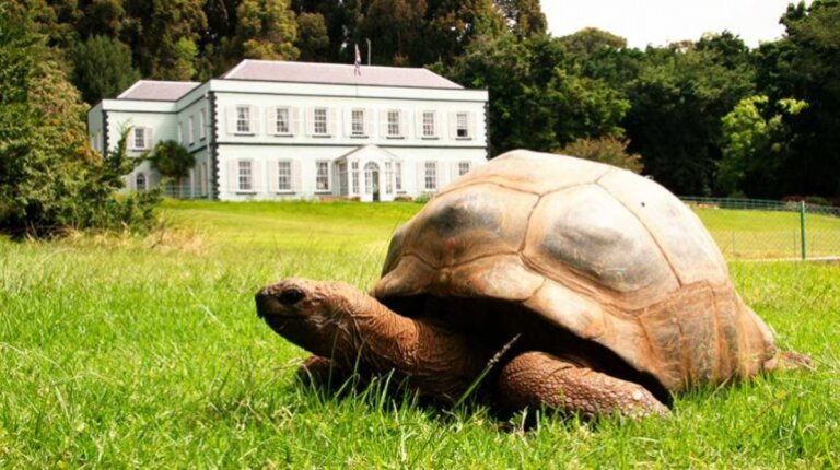 Animal terrestre más antiguo del mundo: lo llaman Jonathan y tiene 190 años