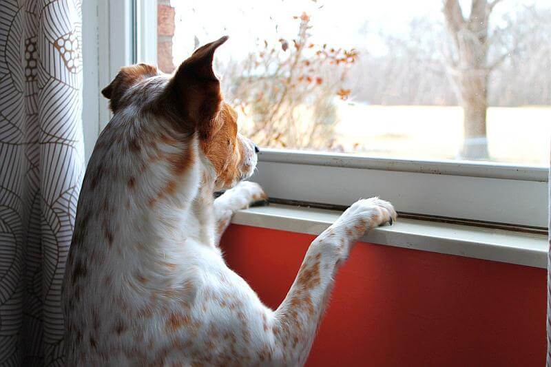 perro