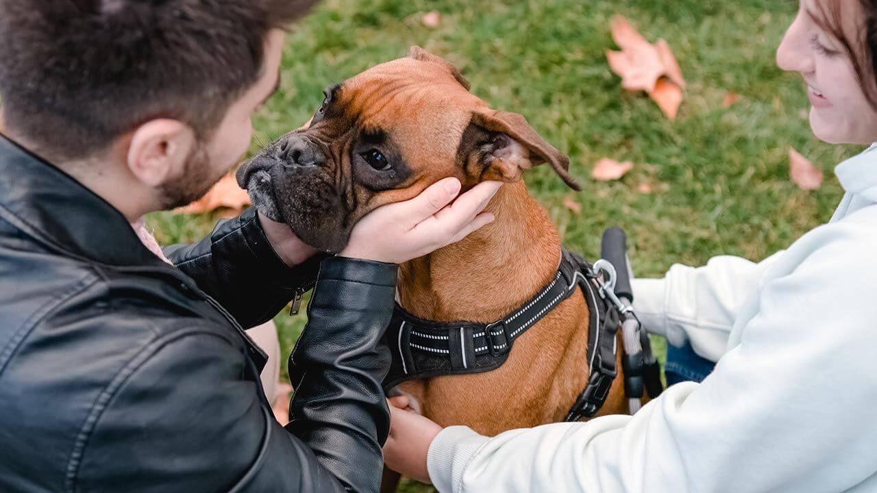 perro