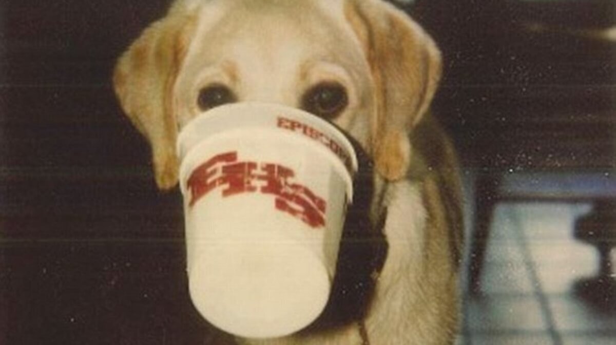 The dog behind the story of the film.