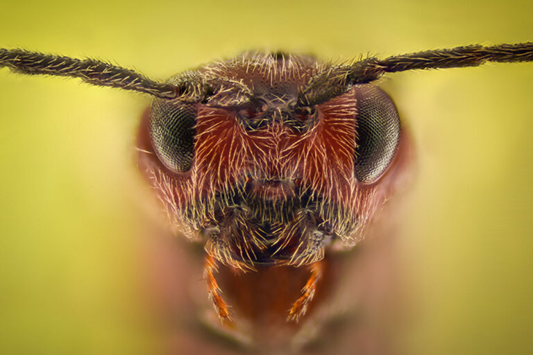 Según científicos, descubrieron que las hormigas a través de la orina pueden detectar el cáncer