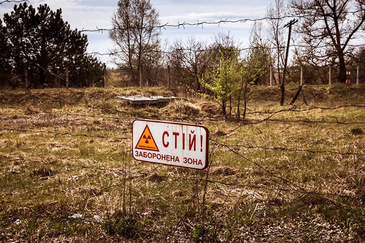 Les chiens qui habitent Tchernobyl ont un croisement génétique qui attire l'attention des scientifiques.