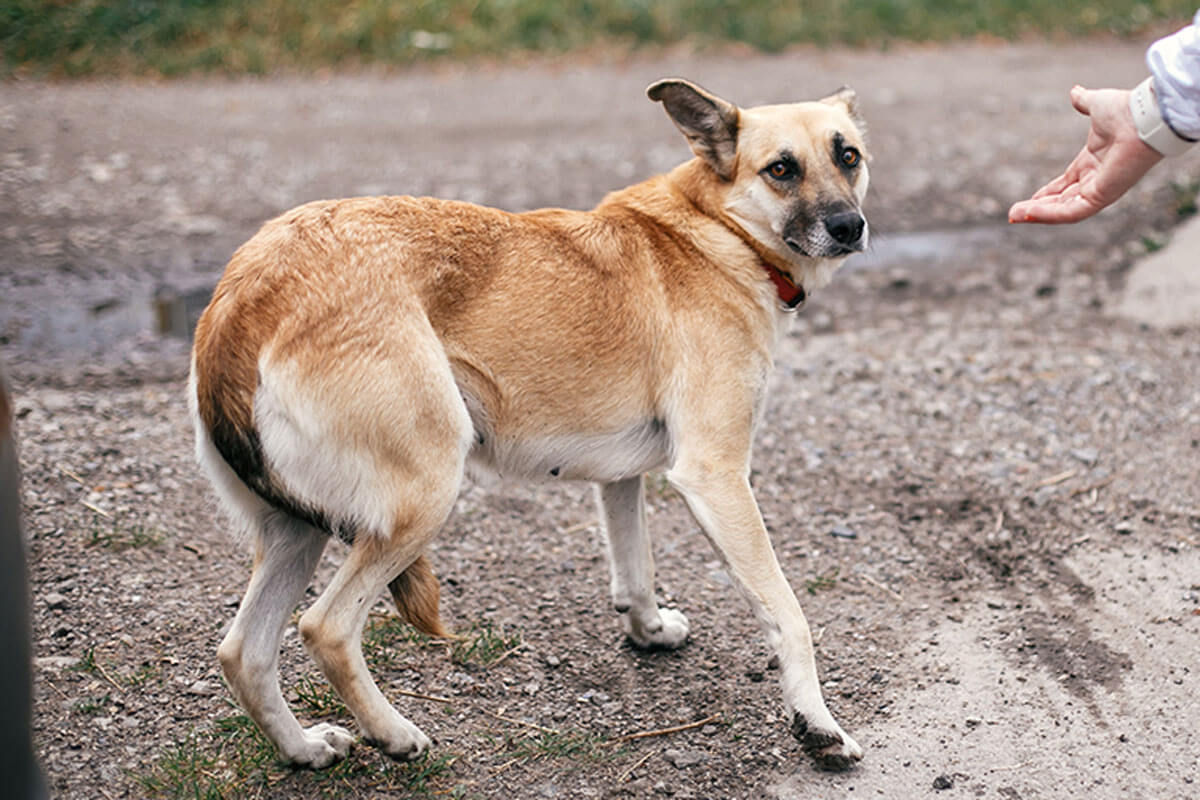Una de las maneras en las que puedes ayudar a un perrito callejero es revisando si tiene datos de contacto.