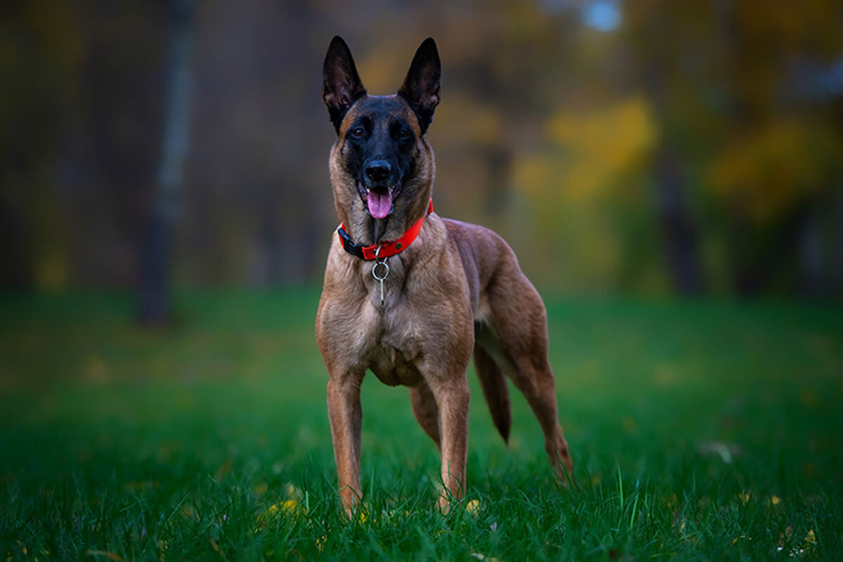 Pastor belga malinois es el más inteligente.