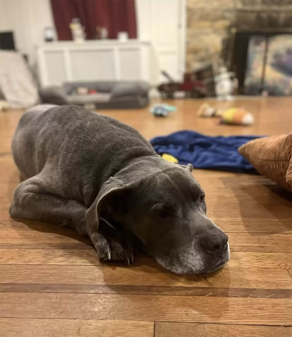 La tristezza del cagnolino era evidente dalle lacrime che gli cadevano sul viso.