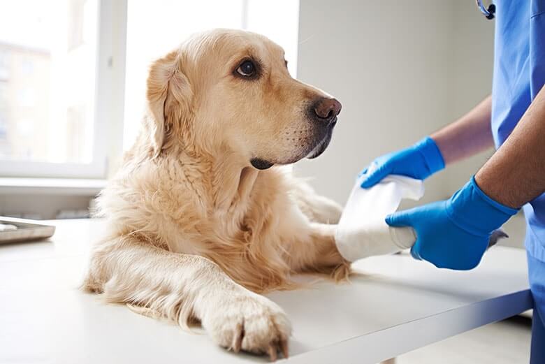 perro atropellado