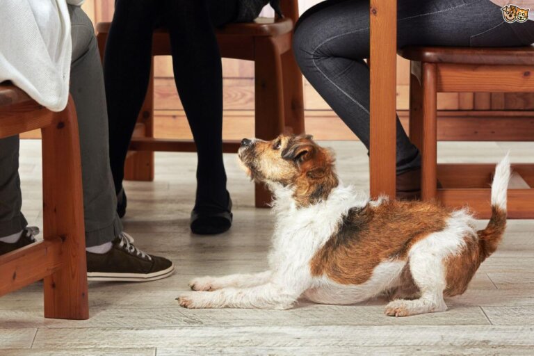 ¿Cómo hacer que el perro deje de pedir comida de la mesa?