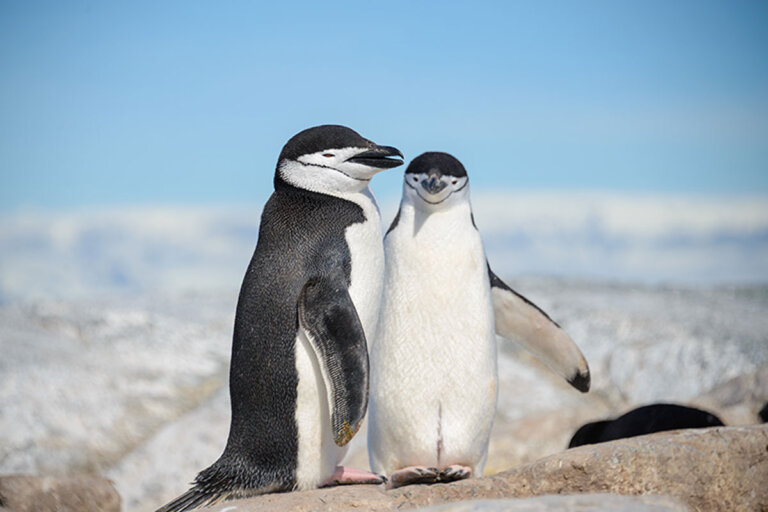 ¿Sabes por qué los pingüinos no pueden volar?