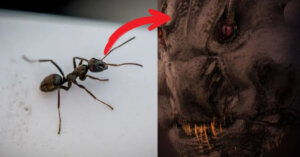 ¡Fascinante! Conoce la impactante imagen de una hormiga en primer plano
