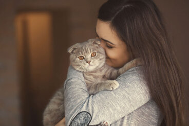 Tips para sobrevivir los primeros días con tu gato adoptado