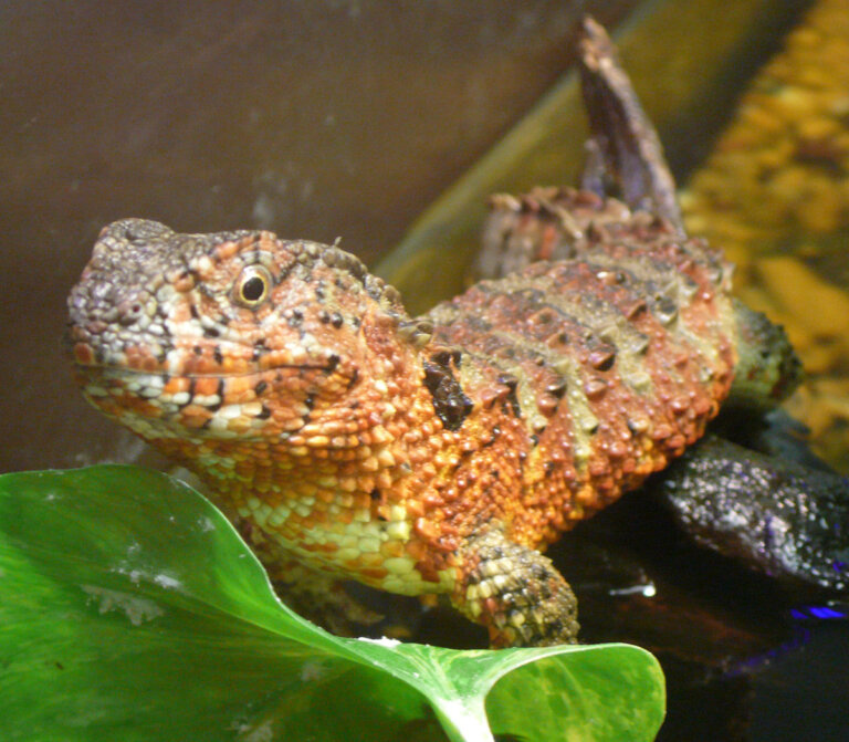 El lagarto cocodrilo chino: hábitat, características y curiosidades