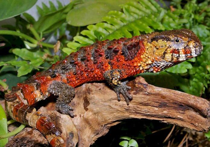 The Chinese Crocodile Lizard on a branch.