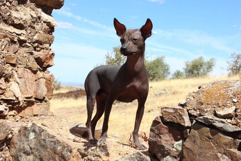 7 curiosidades del perro peruano