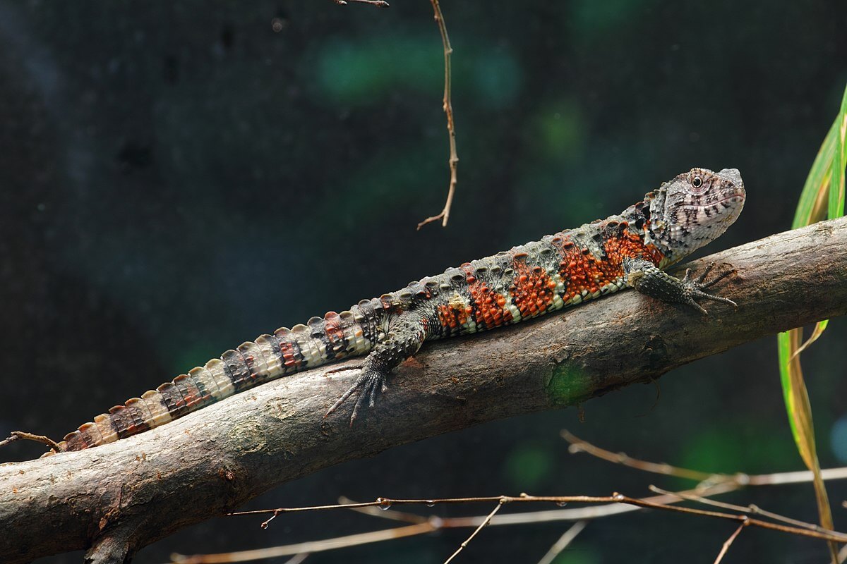 A red and brown Chinese crocodile lizard on a branch.