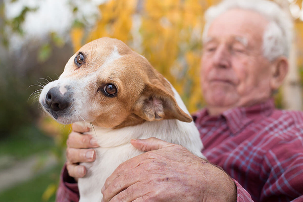 A perda de um ente querido para o cachorro pode fazer com que ele entre em depressão.