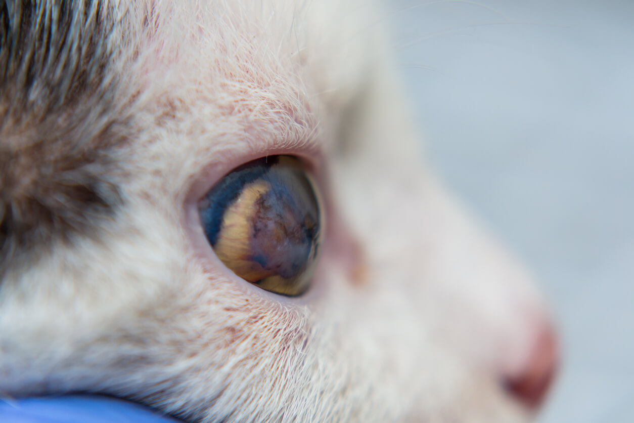 Gato blanco adulto con úlcera corneal