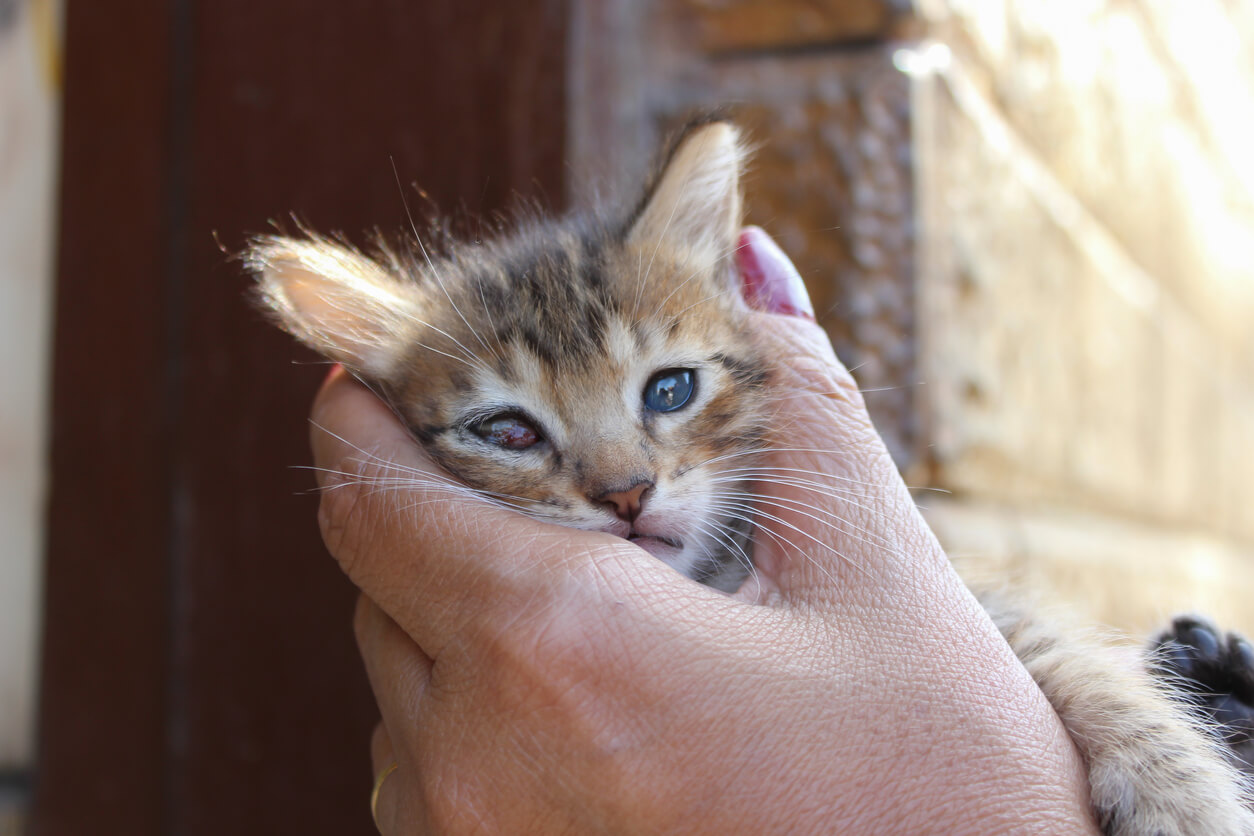 Gattino con ulcera corneale