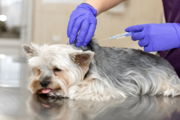 Plasma rico en plaquetas (PRP): usos y beneficios en mascotas