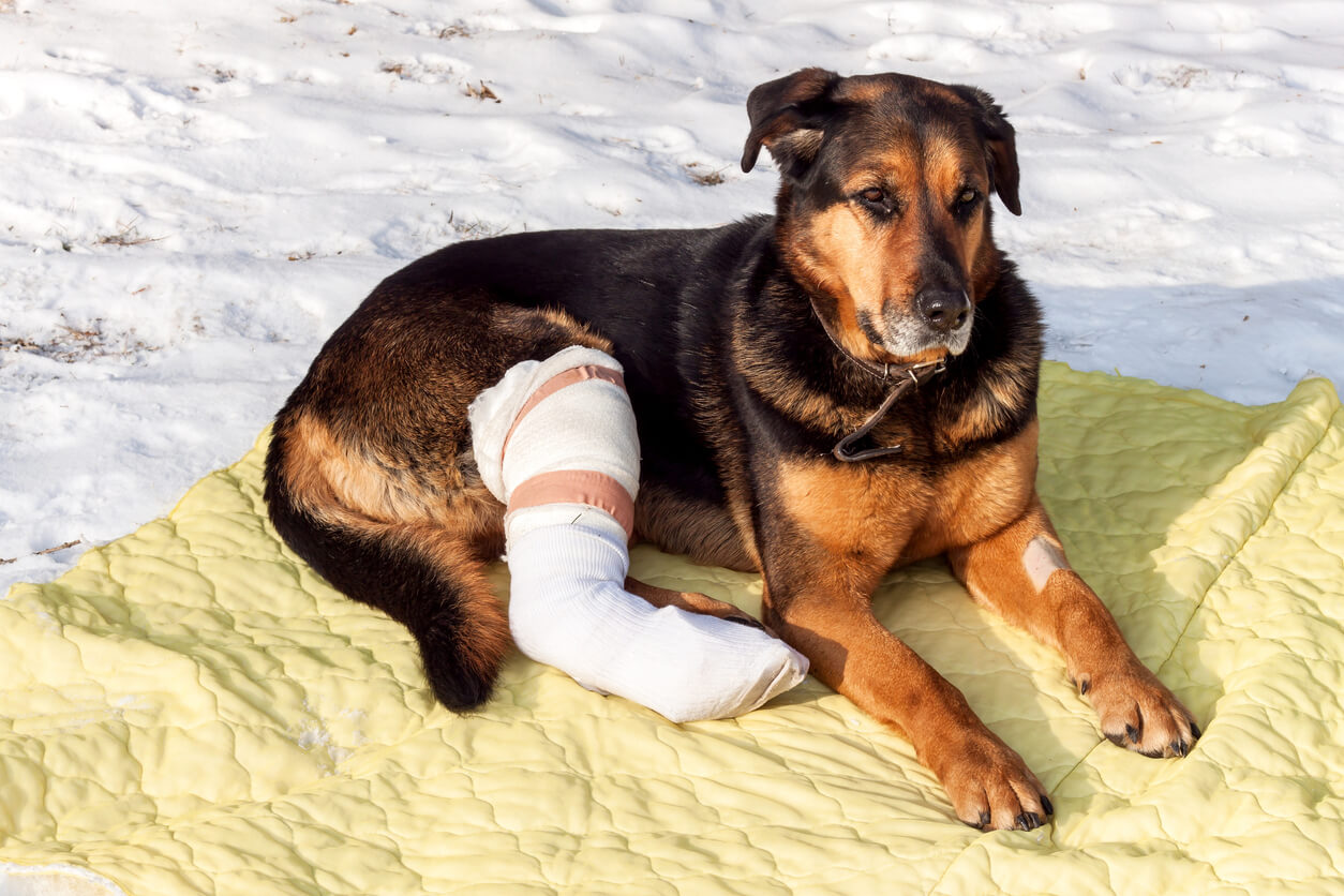 A dog with a broken leg.