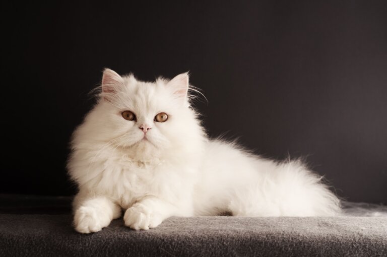 11 razas de gato con pelaje abundante