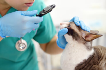 Úlceras corneales en gatos: causas, tipos y tratamientos