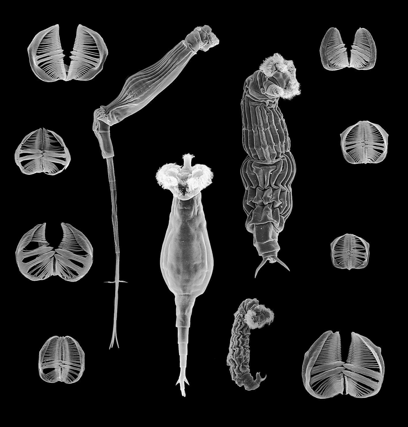 Varietà di rotiferi bdelloidi e le loro mascelle.