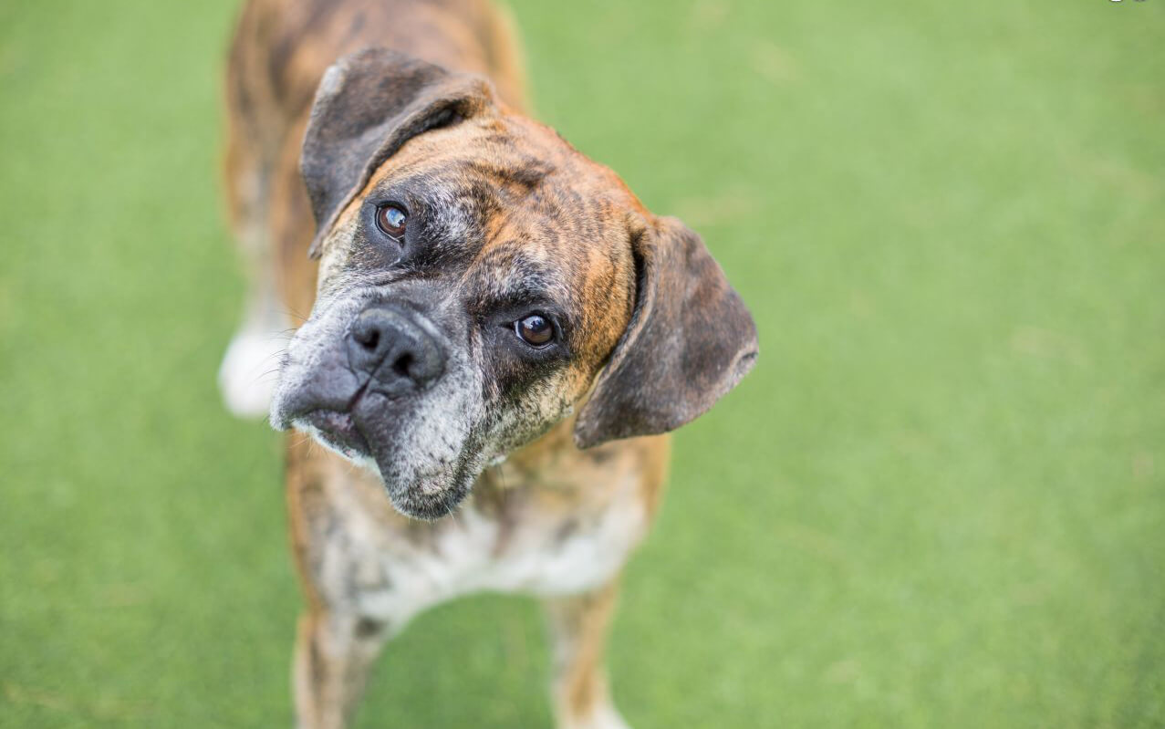 Boxer con la cabeza inclinada por síndrome vestibular.